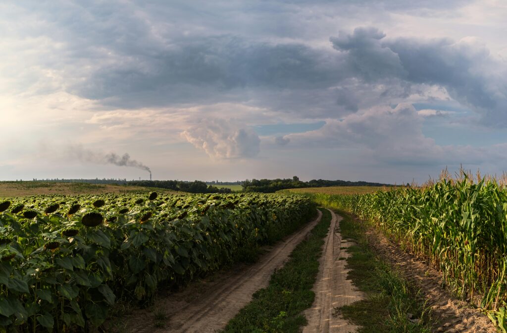 Scenic view of sunflower and corn fields with dirt road under dramatic clouds in Kyiv, Ukraine.